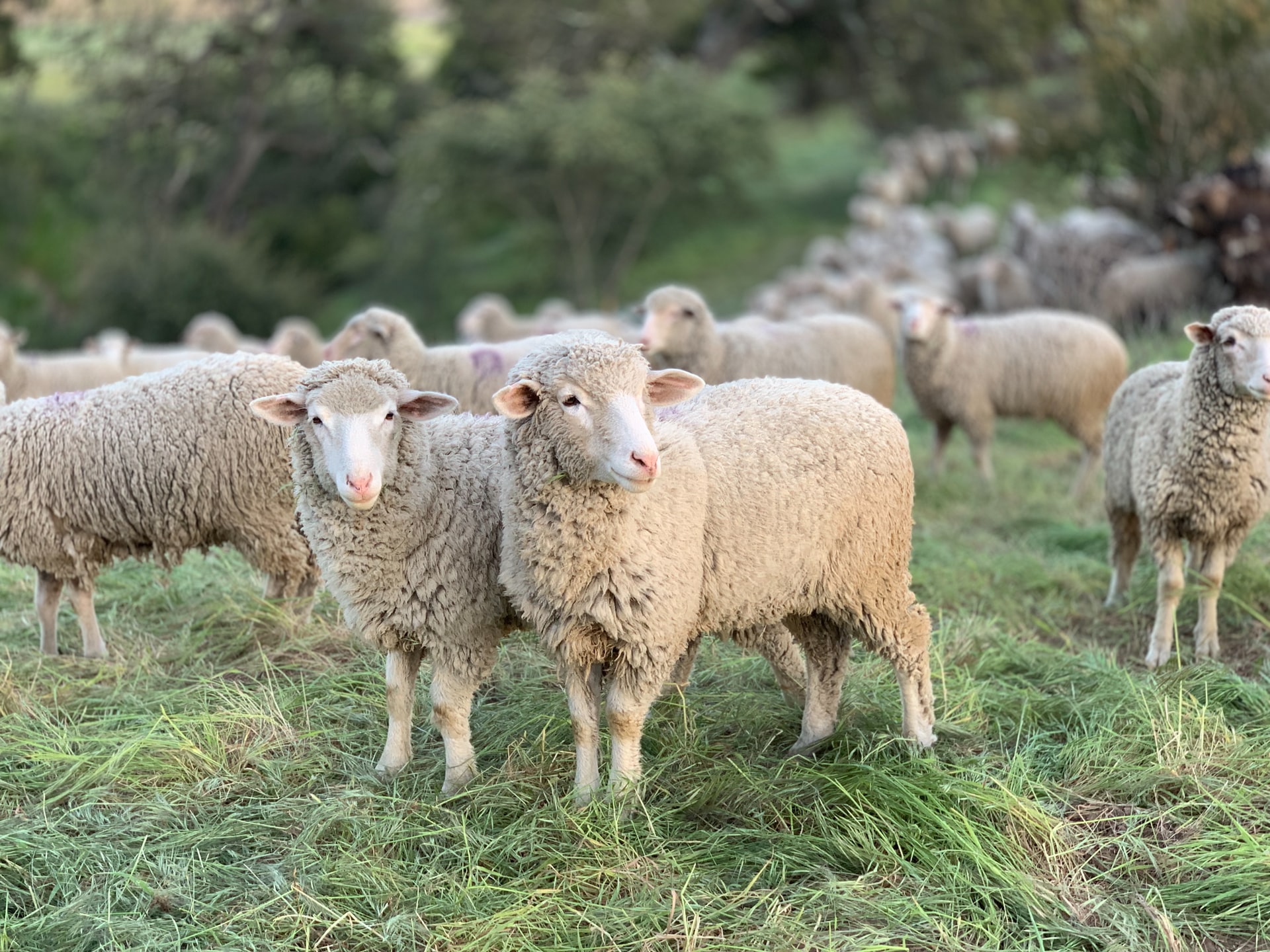 Koyunların Beslenmesinde Temel Bilgiler